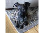 Adopt Bridget a American Staffordshire Terrier