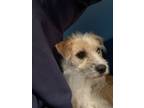 Adopt Ophie a Terrier