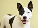 Adopt MICHELLE a American Staffordshire Terrier