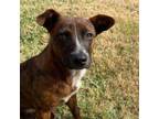 Adopt Luna The Moon a Jack Russell Terrier