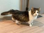 Adopt Opy a Domestic Long Hair