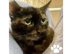 Adopt Margery a Domestic Short Hair