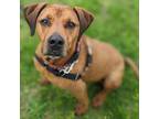 Adopt Lola a Black Mouth Cur, Pit Bull Terrier