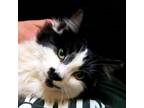Adopt Jazzy a Domestic Long Hair