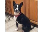 Adopt Toby a Boston Terrier