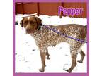 Adopt Pepper a German Shorthaired Pointer