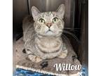 Adopt Willow a Tabby