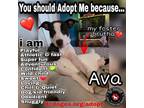 Adopt Ava a Dogo Argentino