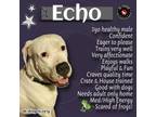 Adopt Echo a Dogo Argentino