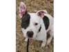 Adopt Lola a Pit Bull Terrier