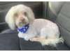 Adopt Earl a Poodle