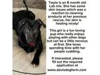 Adopt Twyla a Labrador Retriever
