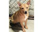 Adopt Candy a Shiba Inu, Pit Bull Terrier