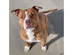 Adopt Ludo! Short and Stocky Boy! a Pit Bull Terrier, American Staffordshire