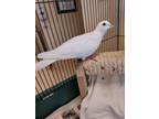 Adopt Lovey Dovey A Dove