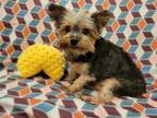 Adopt PUMBA a Yorkshire Terrier, Mixed Breed