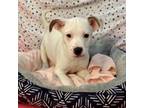 Adopt Kevin a Terrier, Pit Bull Terrier