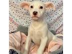 Adopt Agnes a Terrier, Pit Bull Terrier