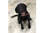 Adopt Mollie #7 a Black Labrador Retriever