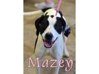 Adopt Mazey a Treeing Walker Coonhound
