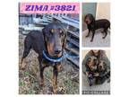 Adopt Zima Aka Tilly A Black And Tan Coonhound