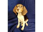 Adopt Ellie a Beagle