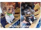 Adopt Barkley / Paisley a Shih Tzu
