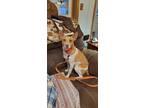 Adopt Jack a Rat Terrier, Mixed Breed