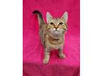 Adopt BISCUIT a Domestic Short Hair