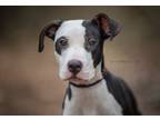 Adopt Dale a Pit Bull Terrier