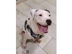 Adopt Fezziwig a Pit Bull Terrier