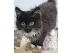 Adopt PATTY CAKES a Domestic Long Hair, Maine Coon
