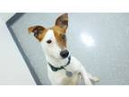 Adopt Ted a Terrier