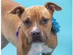 Adopt LULU a Boxer, Mixed Breed