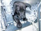 Adopt FRANKLIN a Labrador Retriever, Mixed Breed