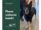 Adopt Isaiah A German Shepherd Dog
