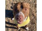 Adopt Woody a Pit Bull Terrier
