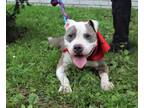 Adopt Blue a American Staffordshire Terrier, American Bully