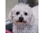 Adopt WINSTEN a Poodle