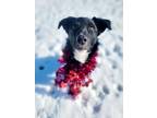 Adopt Buddy a Border Collie, Mixed Breed