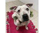 Adopt Evelyn a Staffordshire Bull Terrier