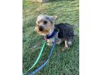 Adopt Perry - NOT READY FOR ADOPTION AT THIS TIME a Yorkshire Terrier