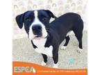 Adopt Snoop Dogg A American Staffordshire Terrier