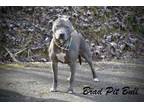 Adopt Brad Pit Bull a Pit Bull Terrier