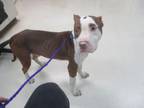 Adopt KING A Pit Bull Terrier, Mixed Breed
