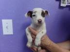 Adopt French Fry a Mixed Breed