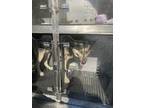 Adopt 1138910 a German Shepherd Dog, Husky
