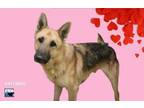 Adopt A1138932 a German Shepherd Dog