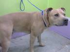 Adopt BROWNIE a American Staffordshire Terrier, Mixed Breed