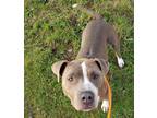 Adopt GISELE a Pit Bull Terrier